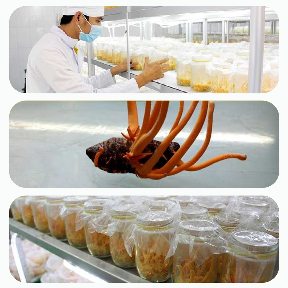 Đông trùng hạ thảo Toro nguyên sợi tăng cường sinh lý bồi bổ cơ thể
