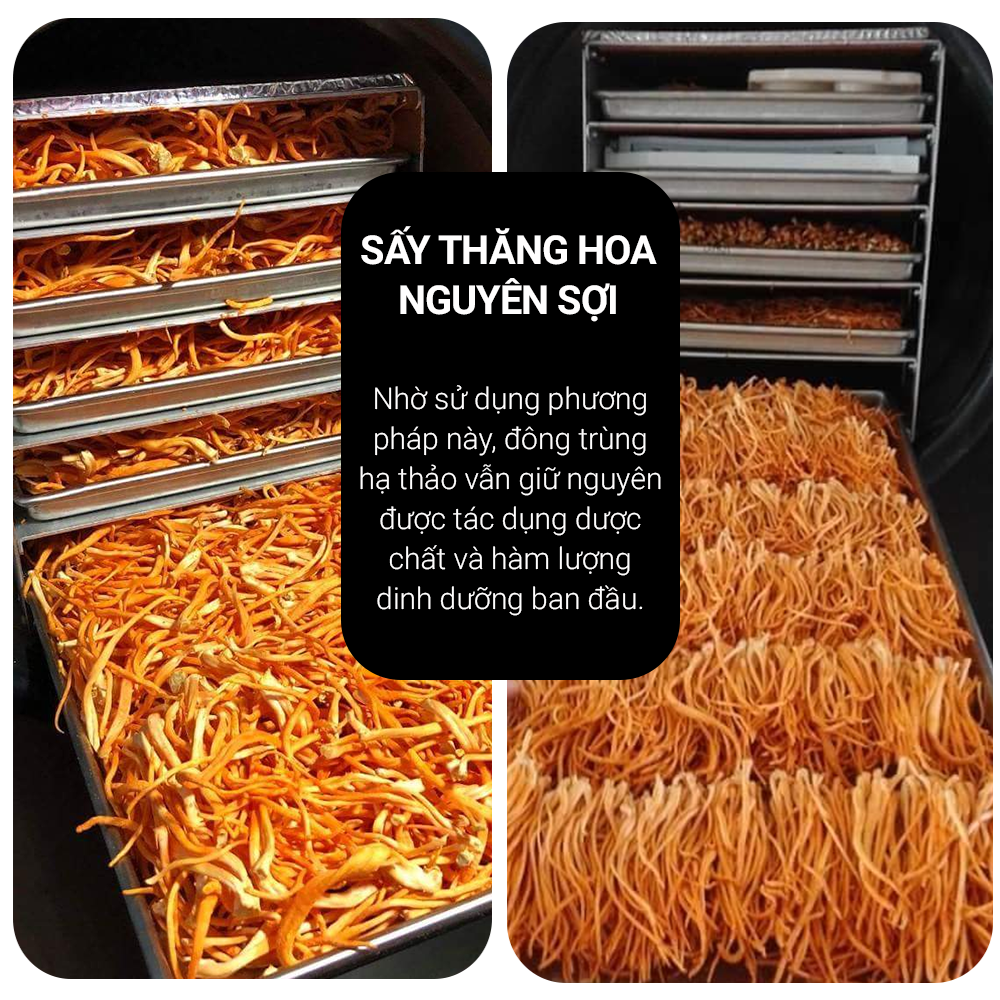 Đông trùng hạ thảo Toro nguyên sợi tăng cường sinh lý bồi bổ cơ thể