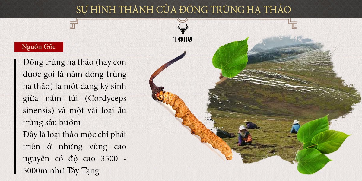  Mua Đông trùng hạ thảo cao cấp nguyên con - Tăng cường sinh lý bồi bổ cơ thể - 5g loại tốt